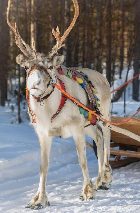 Arctic Circle Home Close To Santa'S Village Рованиеми Екстериор снимка